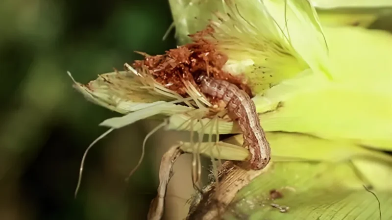 CABI empowers farmers in Kenya on a cost-efficient, sustainable, and promising alternative for fall armyworm management (1)