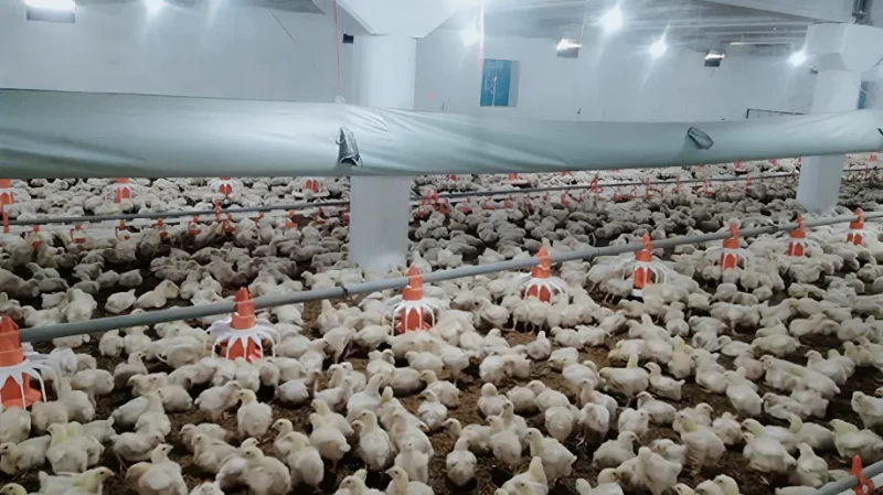 Enquiring about automatic feeding and drinking system for broilers (1)