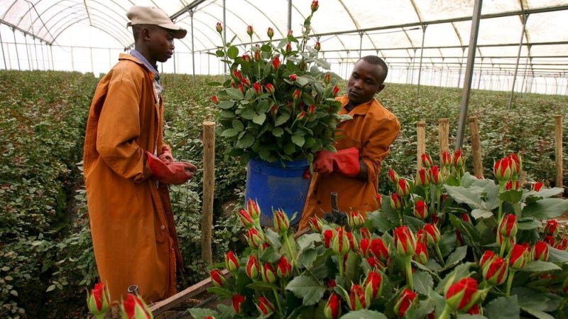 Flower-growers-in-Zimbabwe-660x400@2x