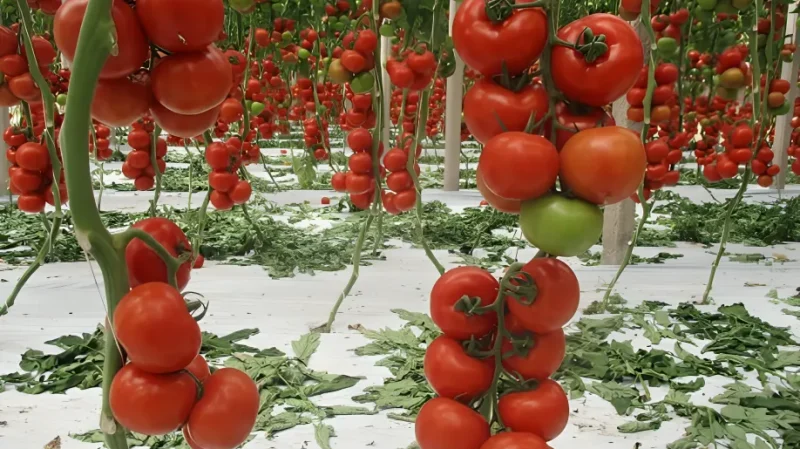 QUALITY AND GUARANTEE THIS IS WHAT YOU GET WITH SOUTHERN SEED PRODUCTS (1)
