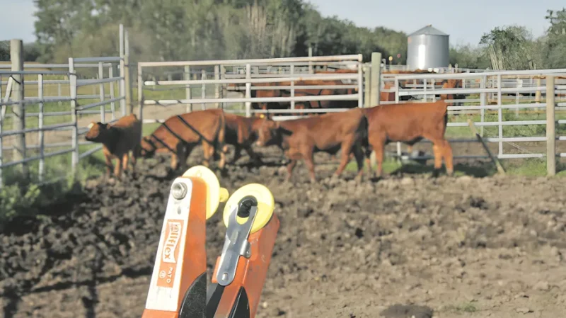 Updated Certified Sustainable Beef Framework released (1)