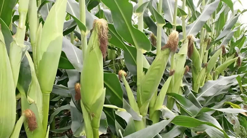 Zimbabwe predicts maize yield to drop by 300,000 tonnes amid El Nino-induced drought in 2024 (1)